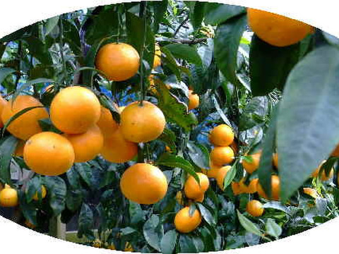 濃厚果汁！南津海（なつみ）贈答用・５Kg