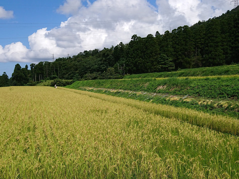米粉パン６個　自然栽培ササニシキ使用（冷凍便）