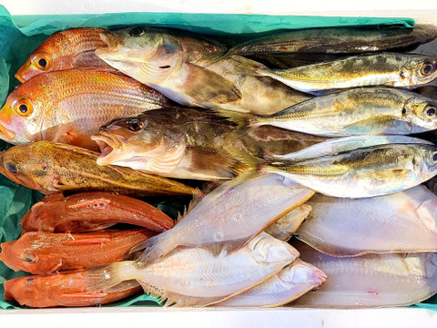 【NHKクローズアップ現代で紹介！】【予約】10月からお届け🐟未利用魚🐟️訳ありを安くお得に！漁師の分け前セット２～３㎏