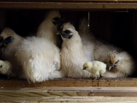 本気の自然養鶏！【養生卵・プレミアム烏骨鶏】１２個（６個×２パック）