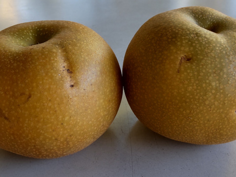 [家庭用!!お買い得!!]あきづき 3kg(9玉前後)