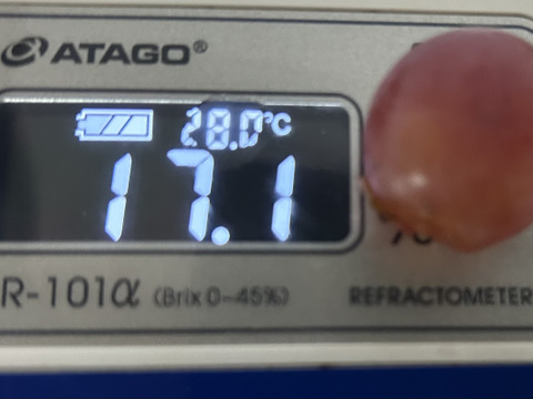 紅①　幻のブドウ【紅伊豆】　1kg前後〜1.5kg位
化粧箱入　(6〜8房位)