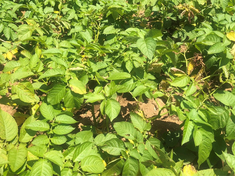 新じゃがいも/ New Potatoes 1.5kg