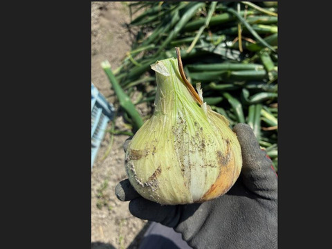 【訳あり数量限定】淡路島産ブランド新玉ねぎ 『にじたま』極早生 5kgダンボール入り（ご家庭用・17～20個前後） 使いやすいM・L・2L混在！◎農家直送