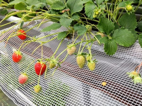 【加工用いちご】甘味と酸味のバランスが最高！ ❝おいCベリー❞（約1.6kg）