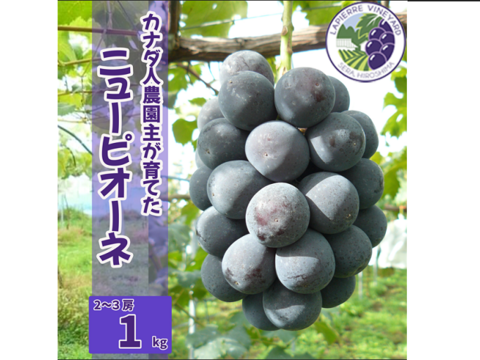 【カナダ人農園主の真心を込めた】ニューピオーネ約１ｋｇ（ご家庭用）