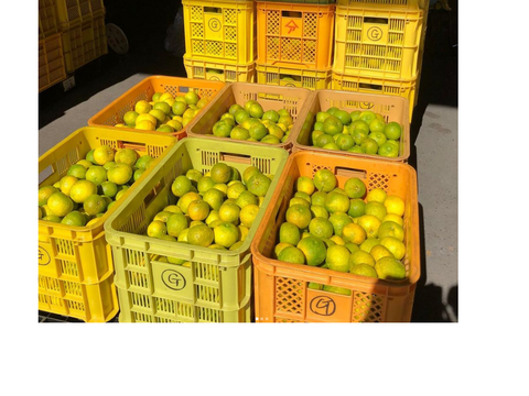 【10月末より順次発送】農薬・化学肥料不使用！木頭柚子（黄玉）5kg