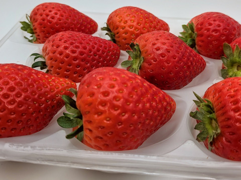 ジュワ～と果汁！贈答用！完熟とちあいか！やさしく苺を包むゆりカーゴ梱包！今話題の甘さが際立つ品種です！
約270g×2パック