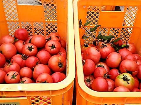 自然栽培で育ったそれはそれはおいしいトマト、甘さと酸味のバランスが最高にとれたアロイトマト(3kg)