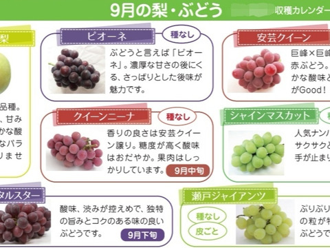【特別栽培】⑪二十世紀梨2.5kg、旬のぶどう3種2kgのセット　ネオニコフリー