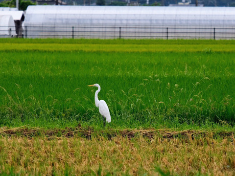 【有機JAS認証】名水と照葉樹林が育んだ綾町産有機米（ヒノヒカリ）10kg