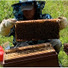 INAHO FARM