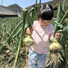 33onionfarm