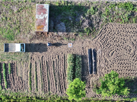 スーパーマーケットでは中々手に入らない　茨城県産　霧島にんにく　バラ2kg