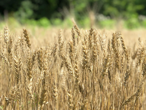 【超貴重な有機JAS認証パン】Singleパン⑧：麦の栽培から一貫生産　自然栽培小麦のみ使用したイングリッシュマッフィンセット【Let'sおうちCafe：エッグベネディクトの作り方付】