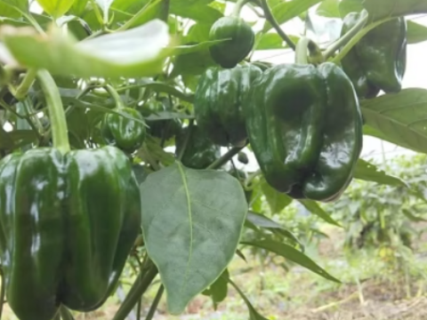 【農薬化学肥料不使用】朝採り！信州伊那谷★旬の野菜セット Mサイズ (金曜発送)