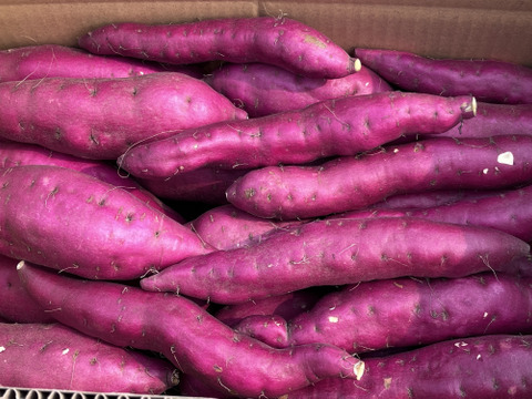 【福袋2025】採れたてホクホクさつまいも 土佐紅8kg(M~2L)