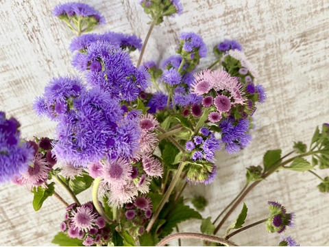 【15本】アゲラダム~涼感のあるブルーの花色で、ふんわりとしたソフトな質感が魅力の花。花茎は丈夫で花持ちがよいです~