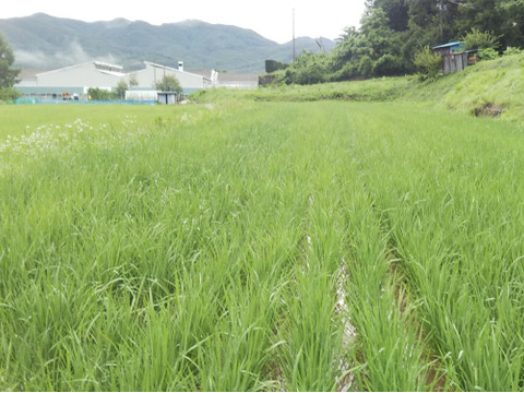 【もち米】農薬・化学肥料不使用『かぐやもち』白米真空パック１kg×３p令和7年産　信州佐久穂