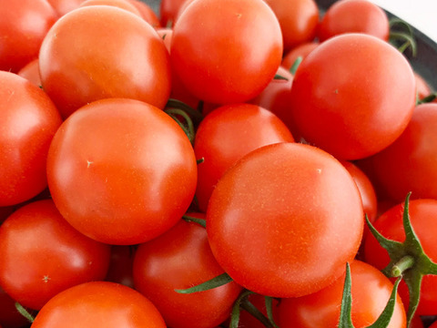 贈答用☆　完熟フルーツトマト　スパルタ生まれの笑ちゃん（200g×６P入）　熨斗対応可能