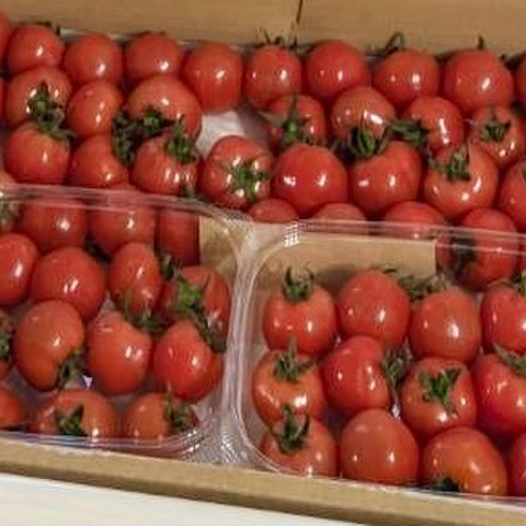 野菜の宝石！【プチぷよとまと】（850g×2箱）1,7キロ：青森県産のプチ