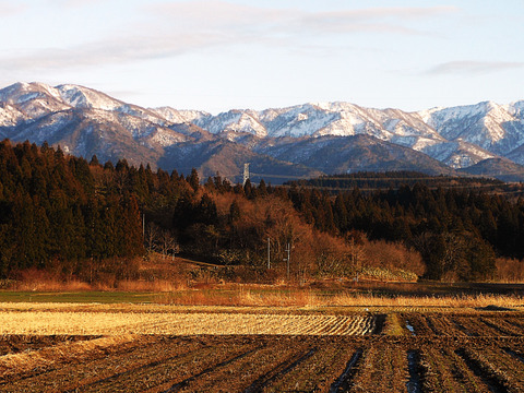 新潟県産の食べ比べセットで【こしひかり】と【恋の予感】と【ひとめぼれ】そして【縁結び】と【新之助】いう新潟県で栽培したお米で、9袋の合計2.8㎏です