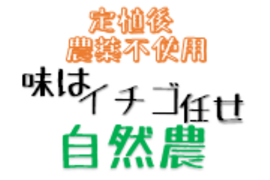 農薬不散布・自然農イチゴ章姫