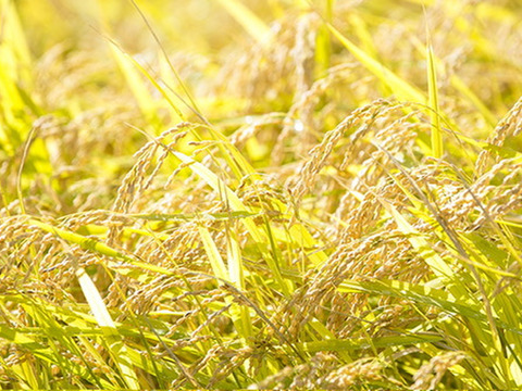 （7月限定価格）( 先行予約 令和7年度 )( 山形県産 )（二代米・はえぬき）新米・5ｋ •昔ながらの天日干しでお米本来の味わいを是非！！ ( 旬な果物とご一緒に！桃•りんご！ ）