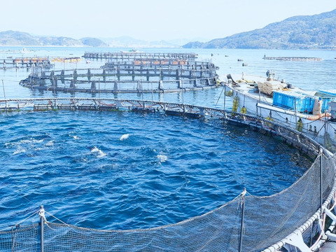 「価格が違う」みやび鮪【トロ尽くしセット1.2kg】 大トロと中トロ不揃い柵 計800gとネギトロ400g