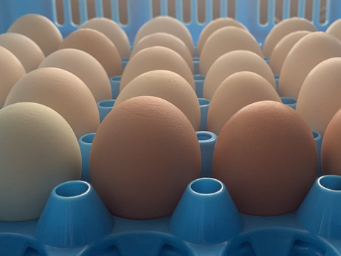 【予約】🎍新春縁起🎌大寒卵・チキントラクター自然卵・12個（６個×２パック）