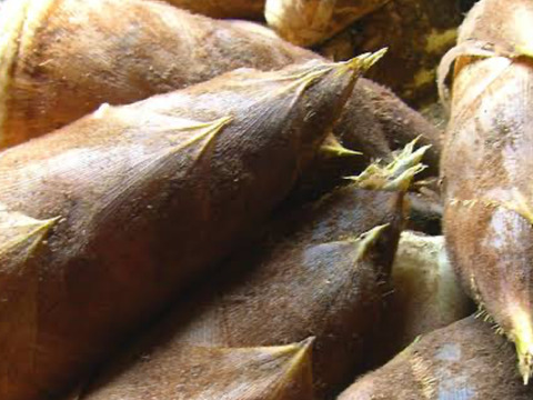 【2026年筍★予約受付中】採れ次第発送~お得な5kg箱サイズ(日にち指定不可、時間指定OK)