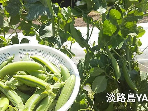 【5名限定】淡路島から春野菜セット【5品目】