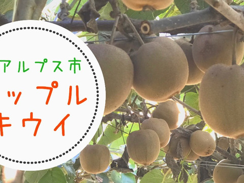 国産の季節　農家直送りんごのようなキウイフルーツ！アップルキウイフルーツ1.5kg