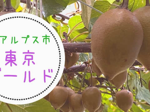 国産の季節です。食べ比べ農家直送キウイフルーツゴールデン4種
【2kg】