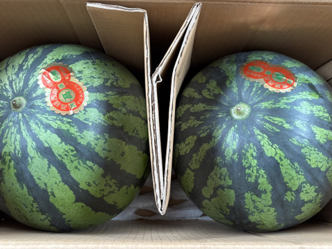 甘くて美味しい極上春スイカ約8kg×２個🍉