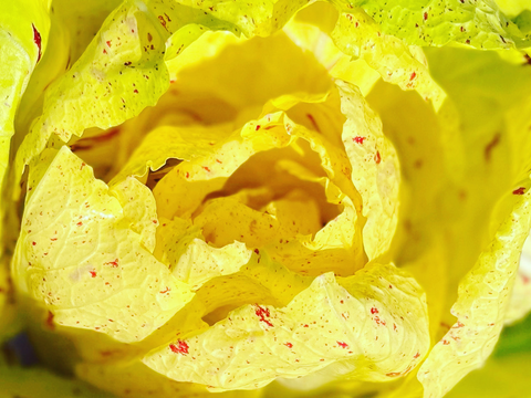 魅惑のイタリア野菜ラディッキオ3種