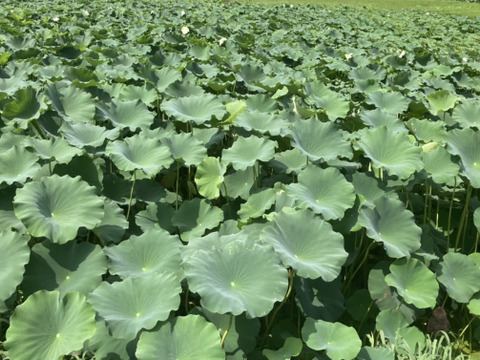 【訳ありB級品】新潟県五泉市産れんこん（MIXサイズ2kg）