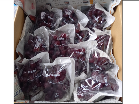 【カナダ人農園主の真心を込めた】クイーンセブン約３ｋｇ