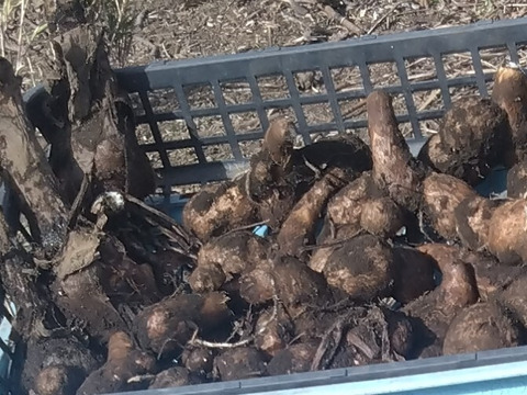 【那須高原産】ねっとり、ホクホク！里芋「石川早生」１㎏