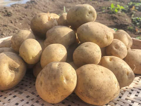 【農薬化学肥料不使用】【訳あり】昔ながらのホクホク甘い！ キタアカリ  新じゃが 箱込み5.0kg