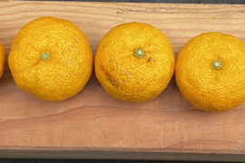 種無し柚子　多田錦　1.8kg