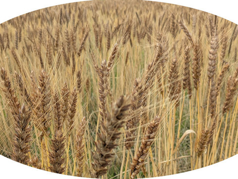 石臼で挽いた小麦粉　農林６１号　全粒粉500g