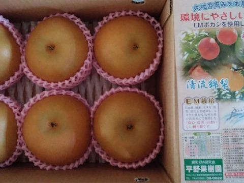 昨年大好評！『清流球磨梨』あきづき　約3kg(3〜7個入り)