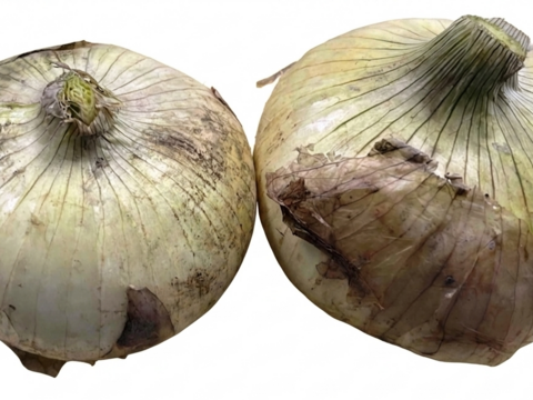 今が旬！！納豆菌栽培淡路島産　新玉ねぎ2L5ｋｇ　兵庫認証品（残留農薬不検出）