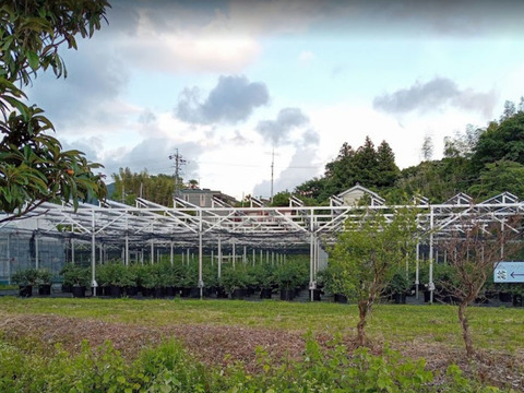 【今夏、最後の出品です！】大粒　冷凍ブルーベリー　1.5kg 品種ミックス　アイス好きな方におススメです。