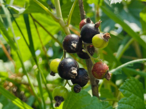 【福袋】ジャム3本＋ハーブソルト（ブルーベリー葉の塩）のお買得セット　※まとめ買い対応