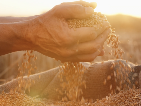 高い香りが人気！自然栽培小麦粉