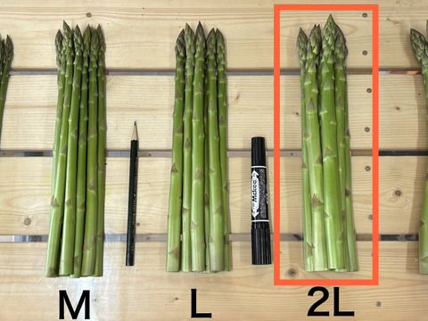 【受賞記念&登録記念SELE🎊】那須塩原産アスパラガス｜2Lのみ｜朝採れ｜1.0kg｜じゅわっと春のごちそう