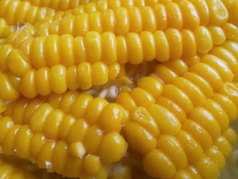 濃厚な甘みの🌽先端カット５本