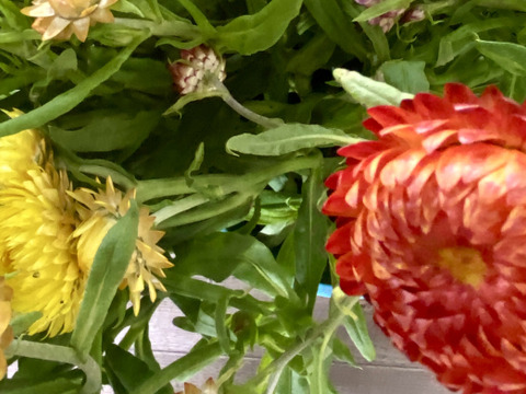 【15本（40㎝）】ヘリクリサム（麦わら菊）お花屋さんで売っていない、開花後はドライフラワーにオススメ！